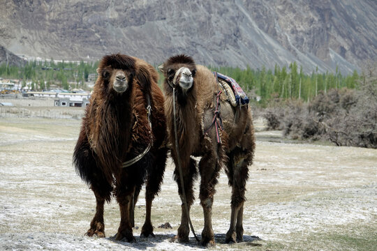 Close-up of two Double humped Bactrian camels (Camelus bactrianus) standing side by side in a rural landscape, Nubra valley, Ladakh, Indian Himalayas, India