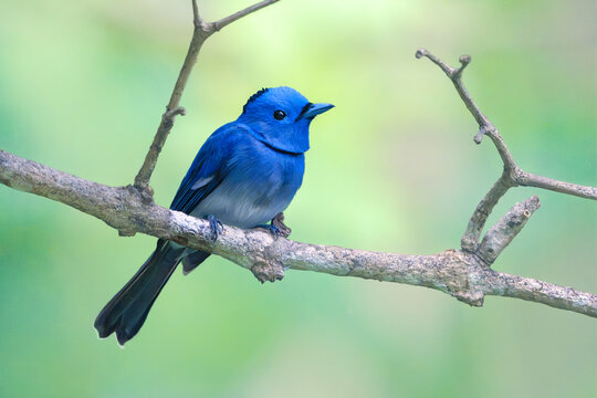 Close-up of a wild male black-naped monarch (Hypothymis azurea) perched on a branch with blurred jungle background, Palawan, Philippines