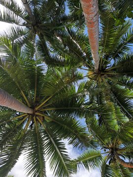 Low angle view of a canopy of tropical coconut palm trees, South Africa