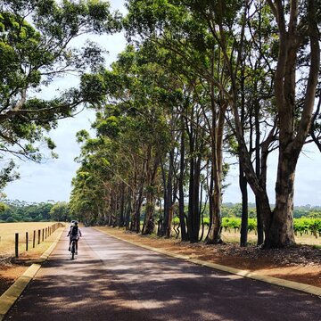 Rear view of a cyclist riding behind a car on a treelined country road past a vineyard, Western Australia, Australia