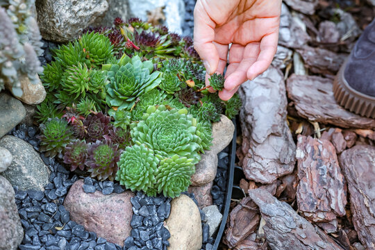 A woman's hand gently touches Orostachys shoots in a blooming rock garden
