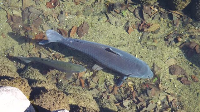 trout fish in the pond, Shirakawago Japan 