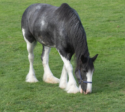 Close-up side view of a young Clydesdale horse (Equus caballus) wearing a blue halter grazing in an outdoor paddock, Canada