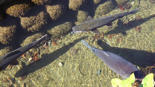 trout fish in the pond, Shirakawago Japan 
