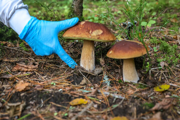 Fototapeta premium A hand in a blue glove touches a large porcini mushroom in the forest litter