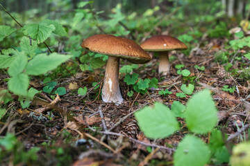 Fototapeta premium A large porcini mushroom with a dark brown cap grows in the moss amidst dry autumn leaves