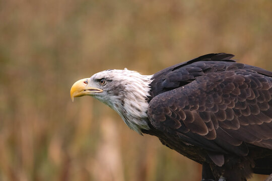 Close-up side view of a mature Bald Eagle (Haliaeetus leucocephalus) Preparing for Takeoff in a forest, British Columbia, Canada