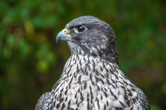Close-up of a grey morph Gyrfalcon (Falco rusticolus) in a forest, British Columbia, Canada
