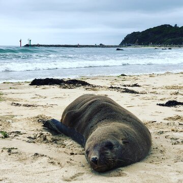 Close-up of a fur seal (Arctocephalus) hauled out on a sandy beach by the water's edge, Port Macquarie, New South Wales, Australia