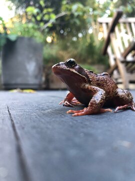 Close-up side view of a  common frog (Rana temporaria) sitting on garden decking, UK