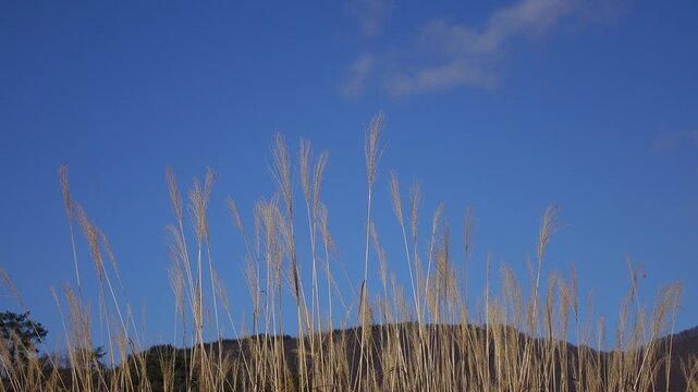 dry grass in autumn, Japan Shirakawago old village 