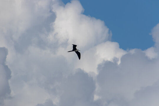 Low angle view of a Seabird Flying in a blue sky with fluffy clouds