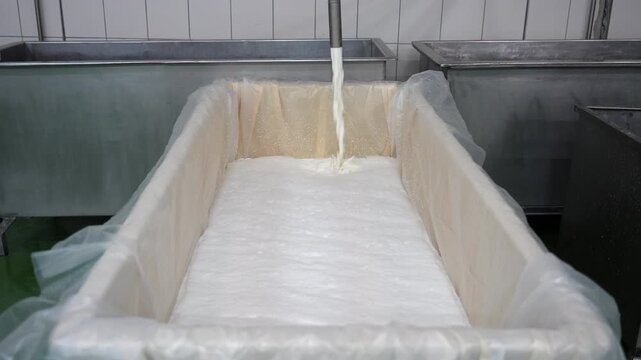 Milk Straining Through Cheesecloth in Dairy Production
