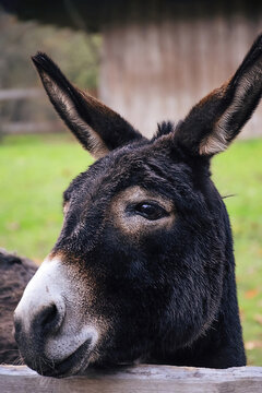 The head of a donkey standing by a gate in a meadow.
