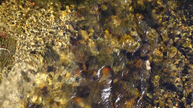 crystal water on fresh stream at vintage village in Shirakawago, Japan.