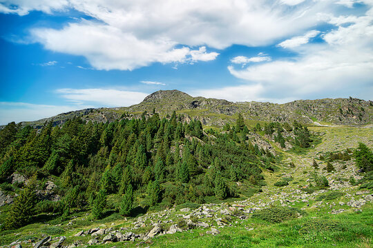 A wooded mountain slope in the Austrian Alps. 