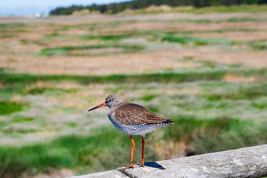 A redshank sits on a wooden railing next to a meadow landscape.