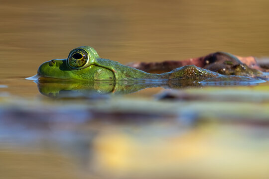 Side or profile view of American bullfrog(Lithobates catesbeianus) in the pond.