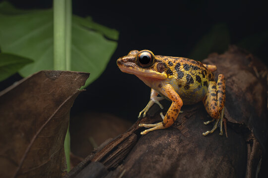 Close-up side view of a wild Culion Frog (Hylarana moellendorffi) sitting amid forest leaf litter at night, Palawan, Philippines