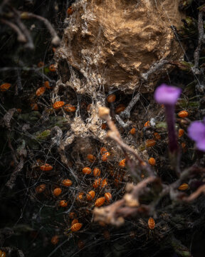 Dozens of  Green Lynx Spiderlings (Peucetia viridans) underneath the egg casing.