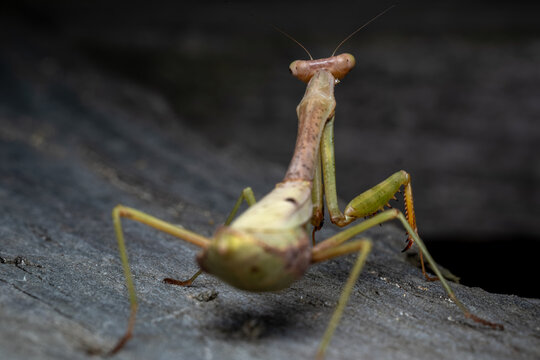 Rear view of a native female Carolina Mantis (Stagmomantis carolina).