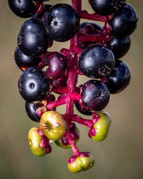 Closeup of the late-season berries of an American pokeweed (Phytolacca americana).