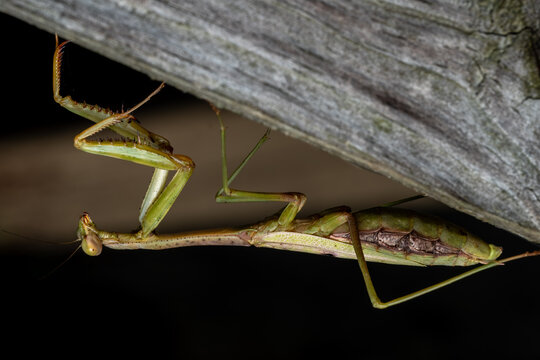 Profile view of a female Carolina Mantis (Stagmomantis carolina).
