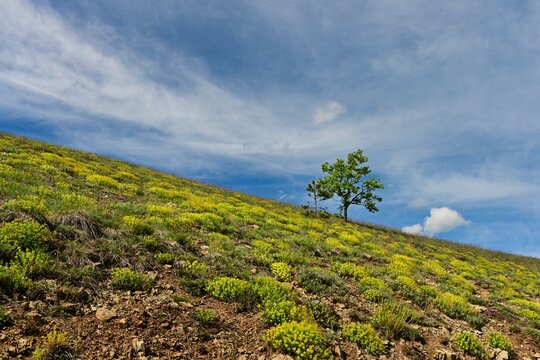 Lone tree on a hillside, Semegnjevo, Mt Zlatibor, Serbia