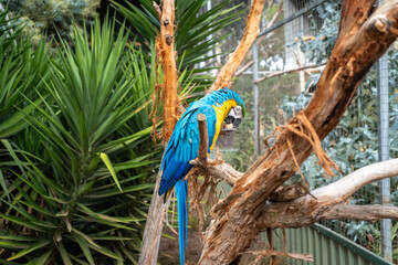 Blue-and-yellow macaw perched on a branch in Kangaroo Island, Australia © daboost