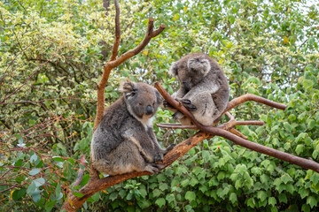 Obraz premium Two koalas resting on tree branches in Kangaroo Island, Australia