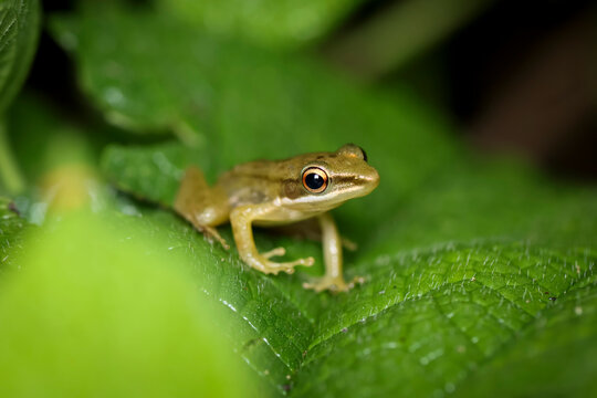 Close-up  side view of a Java White-lipped Frog (Chalcorana chalconota) sitting on a green leaf, Indonesia