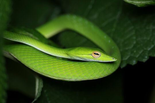 Close-up side view of a green Oriental Whip Snake (Ahaetulla prasina) coiled on a branch, Indonesia