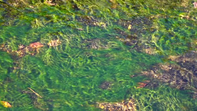 crystal water on fresh stream at vintage village in Shirakawago, Japan.