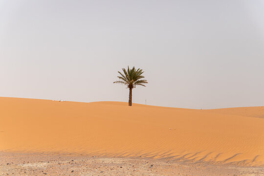 Lone Palm Tree and sand dunes in the Sahara Desert, Merzouga, Draa-Tafilalet region, Errachidia Province, Morocco