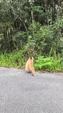Wild Lar Gibbon Standing on an Asphalt Road in the Jungle