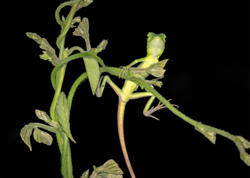 Close-up of a wild Tau't Bato green-crested lizard (Bronchocela mallarii) clinging to a small vine at night, Palawan, Philippines