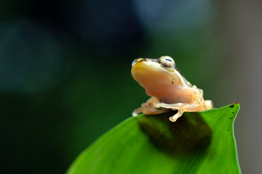 Close-up macro view of a tiny translucent glass frog sitting on the pointed tip of a leaf, Indonesia