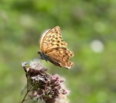 Close-up side view of a Silver-washed Fritillary butterfly (Argynnis paphia) on a wildflower, Slovenia