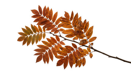 Rowan branch with vibrant autumn leaves displaying orange and brown colors on transparent background © Hosnibee_PNG