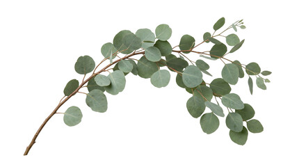 Eucalyptus branch with fresh green leaves and woody stem isolated on transparent background © Hosnibee_PNG
