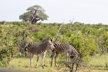 Two Zebras in African Bushveld with Baobab Tree © Eliya