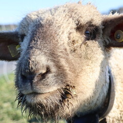 Close Up Portrait of a Fluffy Sheep in Sunlight © Norman