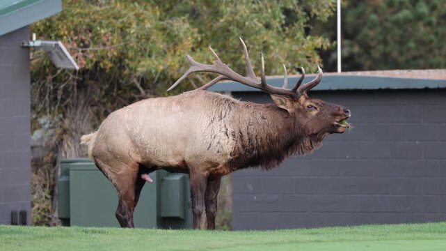 Bull Elk Bugling During the Rutting Season