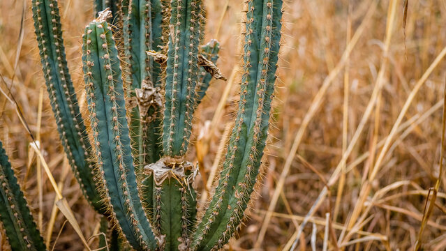 Mandacaru spiny blue cactus closeup Brazilian caatinga dry grass texture