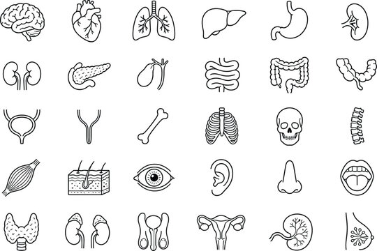 Anatomy organ set black line vector illustrations on white background