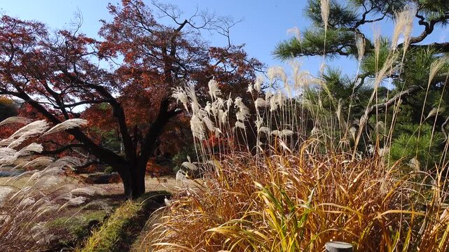 autumn landscape at a garden in Tokyo, Japan.