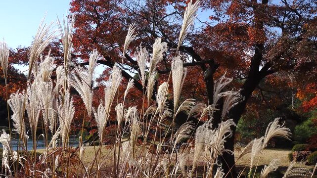 autumn landscape at a garden in Tokyo, Japan.