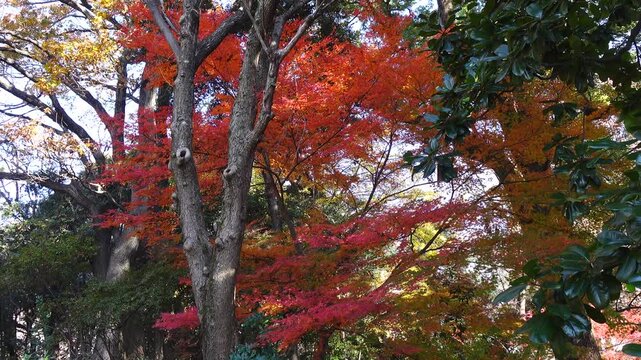 autumn landscape at a garden in Tokyo, Japan.