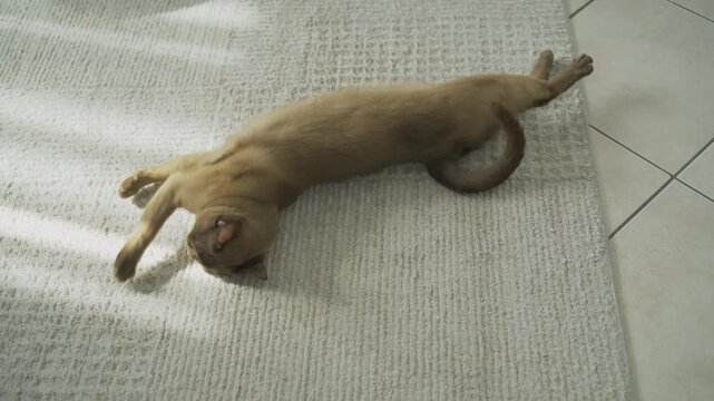 Champagne Burmese cat rolls on a white rug. Purebred brown feline stretches. Playful behavior. Shaved belly after an ultrasound procedure.