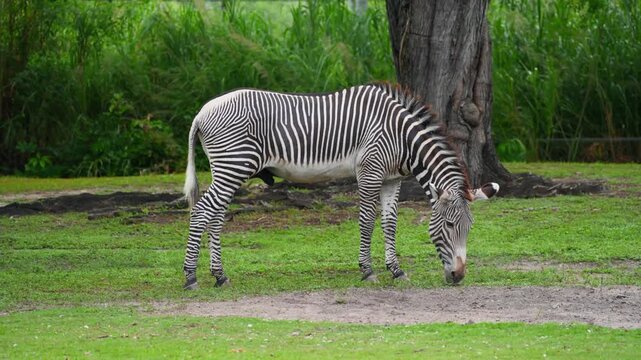 A Grevy's zebra stands on green grass and eats. African fauna and captive endangered species. Herbivore animal in a zoological park enclosure. Striped mammal in captivity.